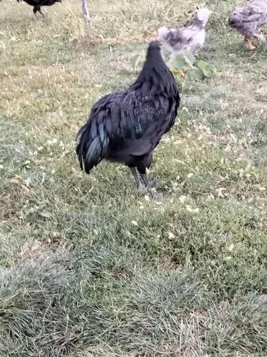 Cocoși australop 2