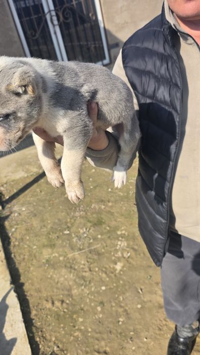 Щенки Алабай чистокровный