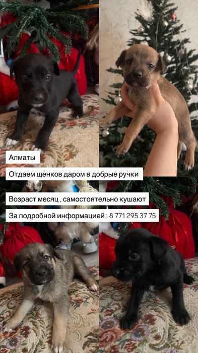 Отдам даром в добрые руки