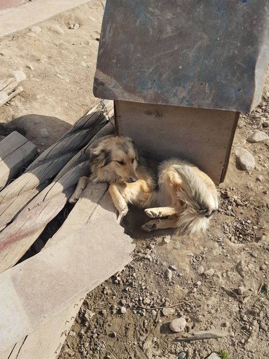 Клика Макс 1.3 месяца отдам даром