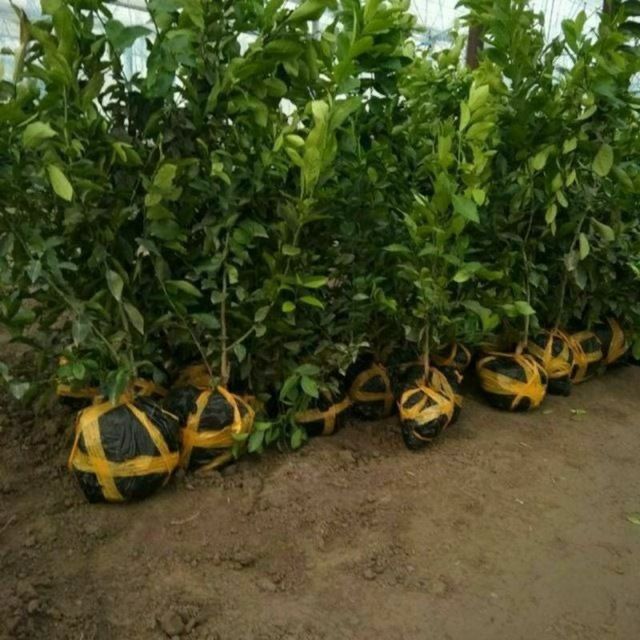 Limon Apilsin Mandarin