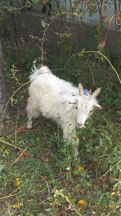 Козлятя Алматы Коксай