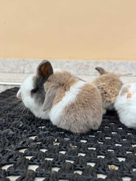 Quyon, Кроллик,Rebbit