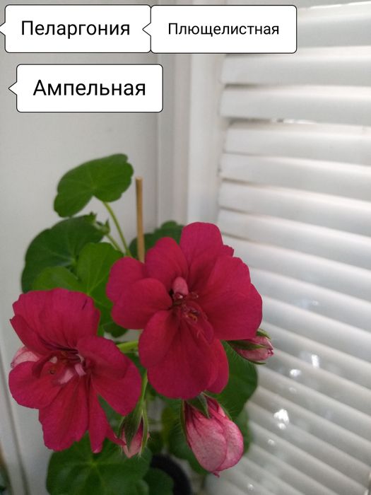 Традесканция, Пеларгония