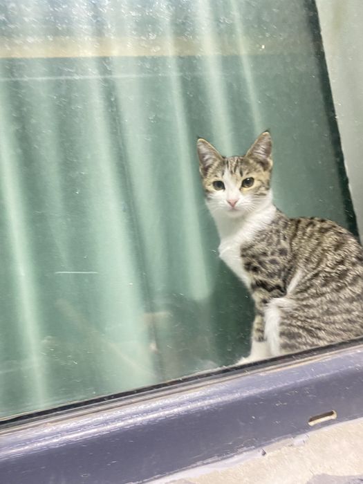 Отдам котика в хорошые руки