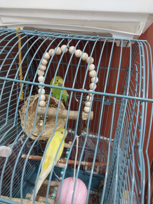 Продам волнистые попугаев