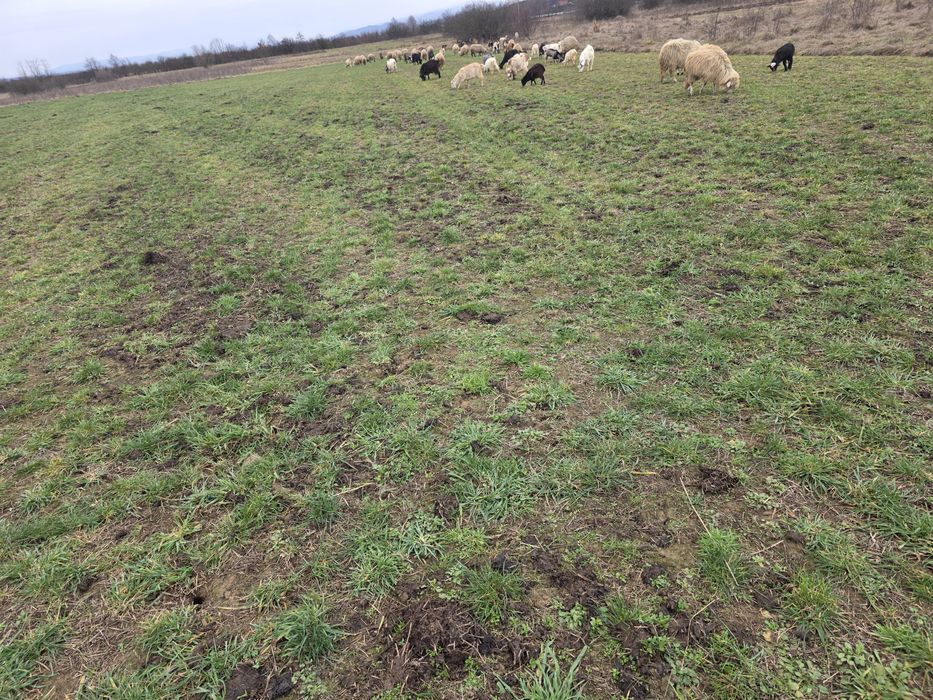 Vând 34 de oi 30 mature din care 15 sunt cu mieii  si 3 miele