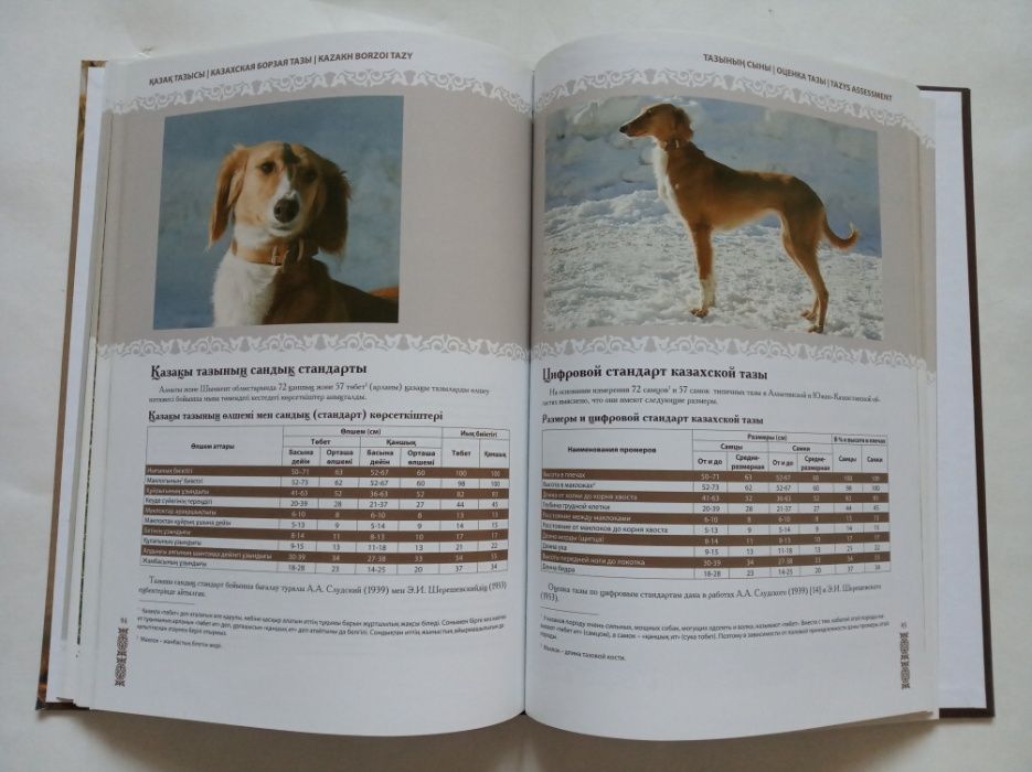 Тазы казахская борзая