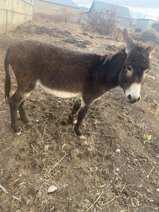 Продам ишака айгыр