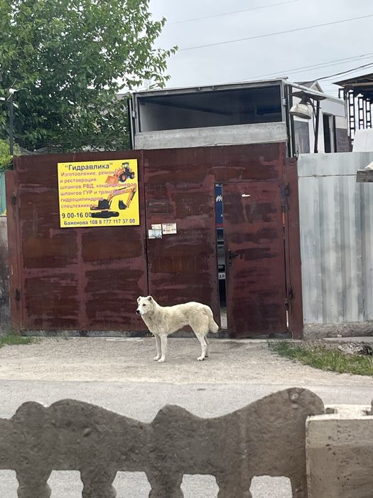 Алабай потерянный