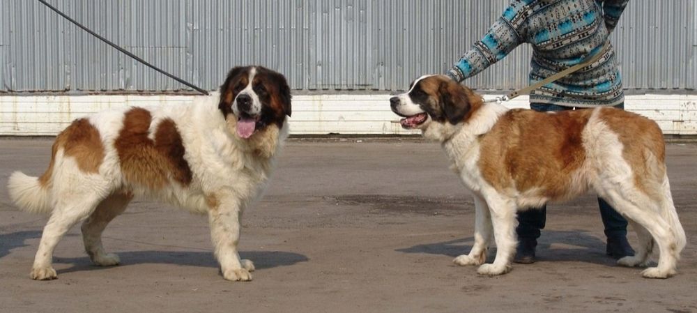 Щенки московской сторожевой