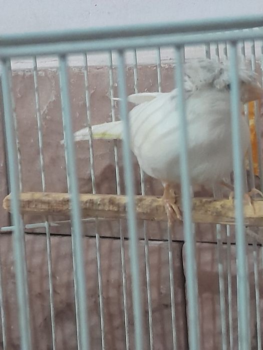 Продаю Конареек.