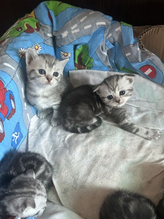 котята чистокровные британские