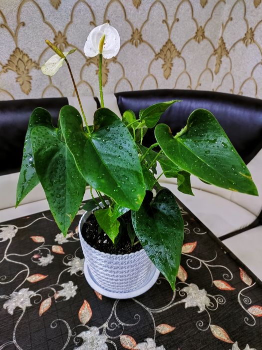 Подарки для женщин!!! Доставка