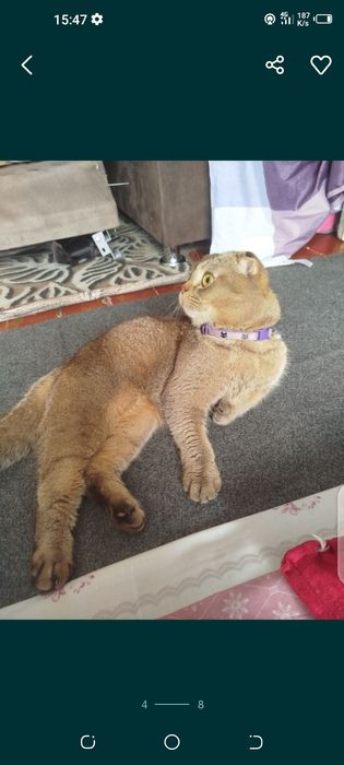 Кошка скотииш  фолд