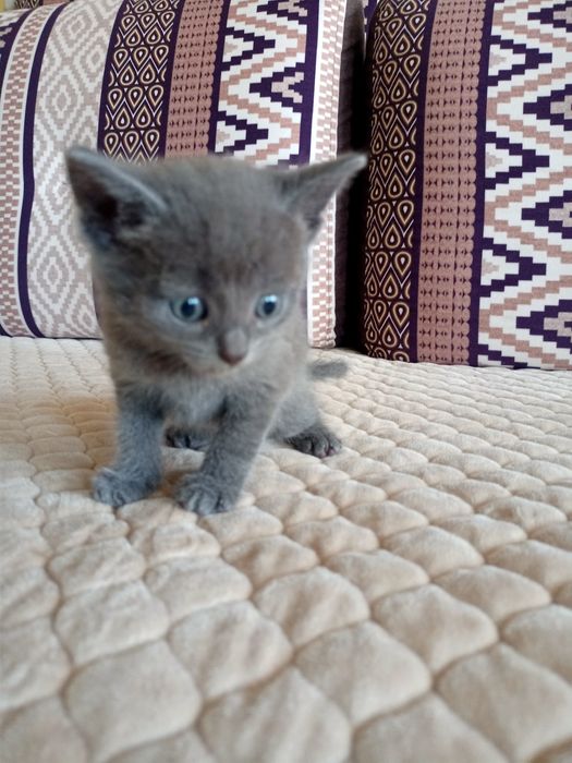 Отдадим Котят бесплатно.