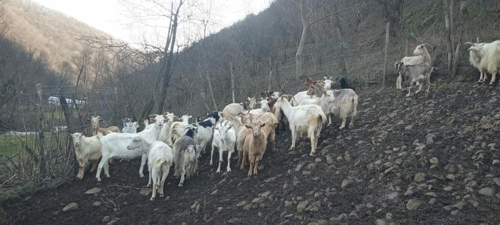 Capre de vanzare 23 Capre și 11 iezi , 400 lei bucata negociabil.