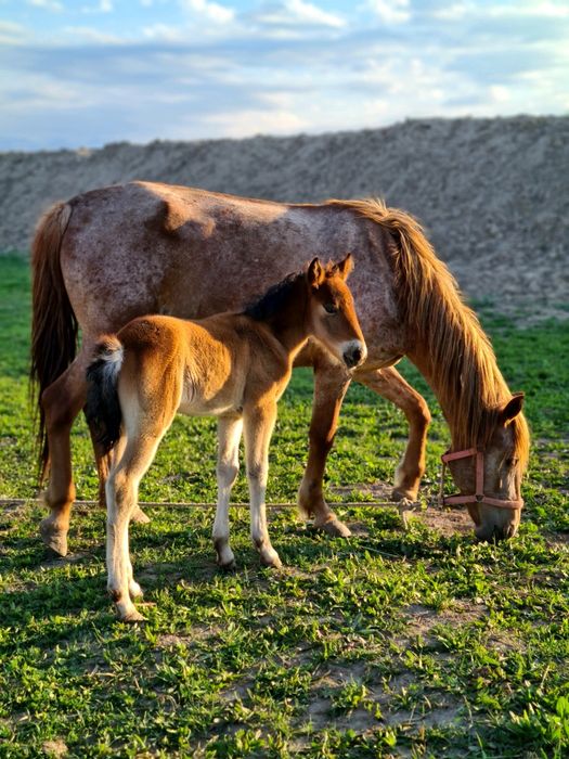 Земля! Продам 6,4 га земли.