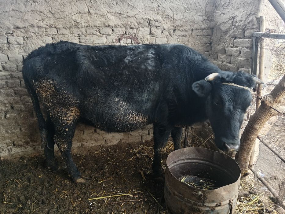 Mol sotilodi qisir mol