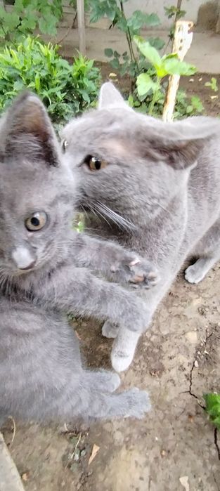 Продам срочно котят