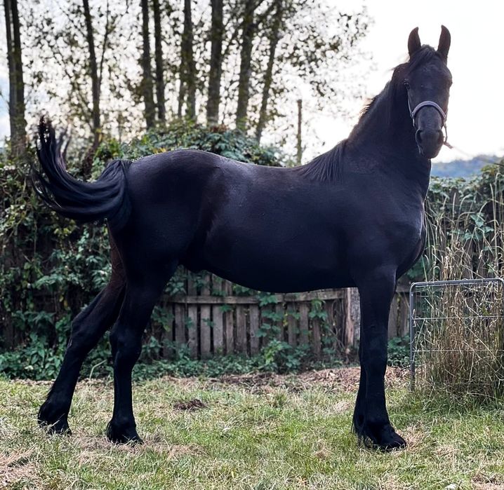 Frizian/Friesian, armasar (manz) /Pedigree/pasaport/Bert 411/jasper366