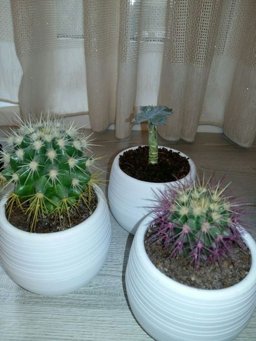 Горшки цветочные,маленькие, для кактусов и сукулентов