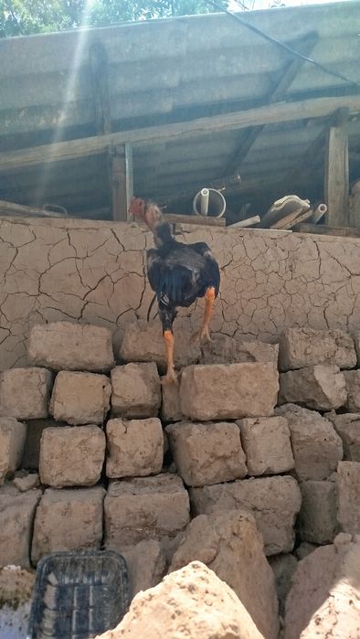 Sotiladi zodi zor 400 ming yoki obmen
