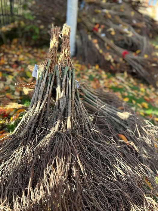 Butași viță de vie