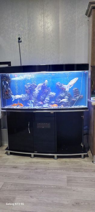 Akvarium I baliqlari bn sotladi