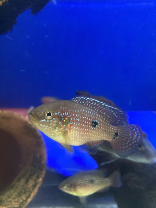 Хромис красавец (Red Jewel Cichlid)