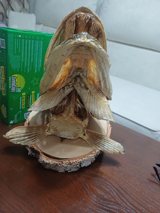Чучело для бани и дома щука, сувенир