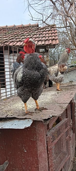 Cocoși tineret 2025