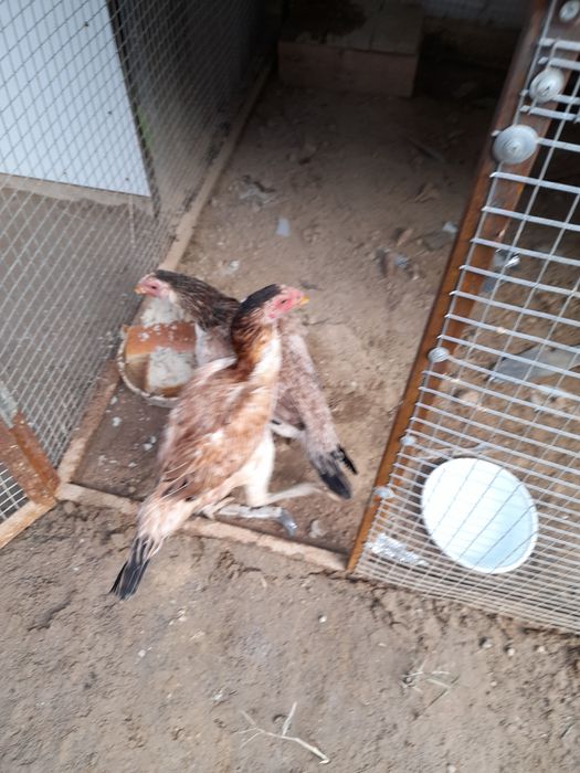 Boboqi Tovuq yirik 2 ta bor