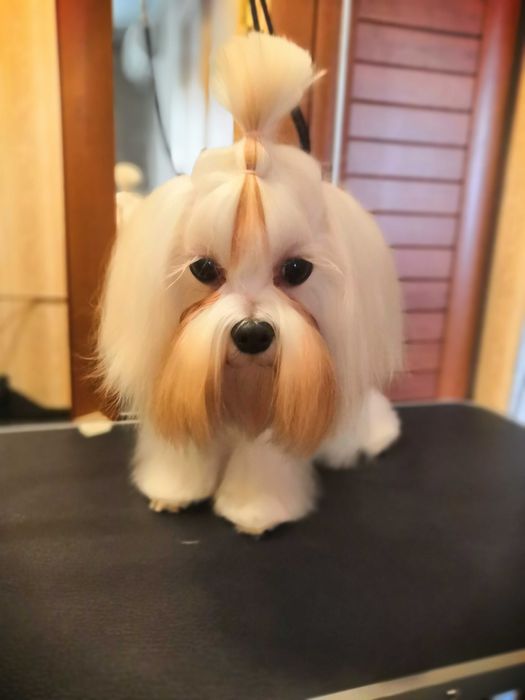 Груминг, стрижка собак и кошек