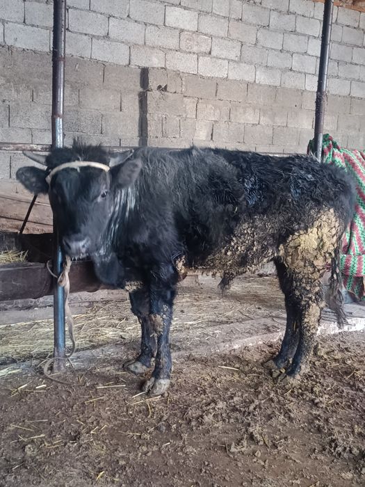 Буқа сатылады аа