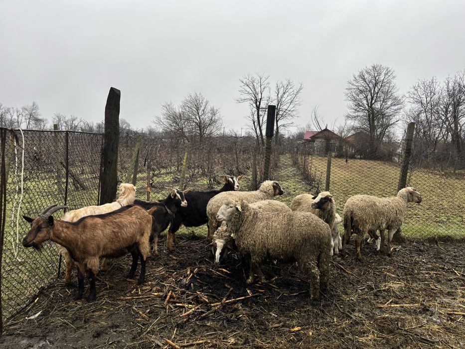 Oi si capre de vanzare