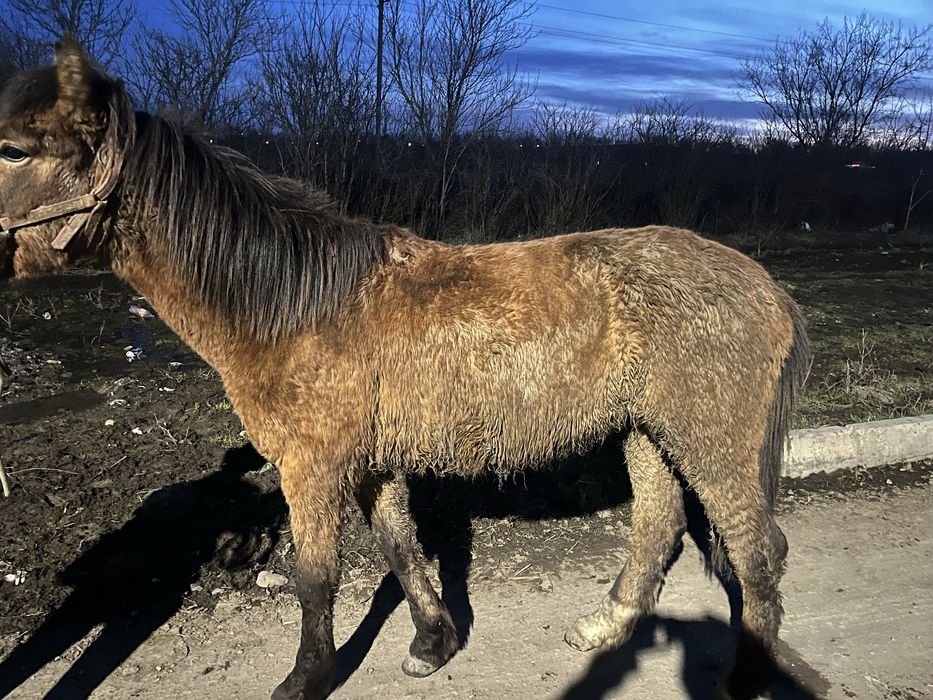 лошадь 1.5год обученный