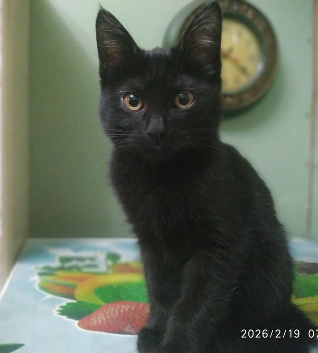 Котёнок ждёт хозяина