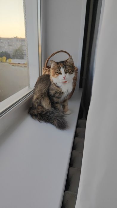 Отдам кошечку в добрые руки