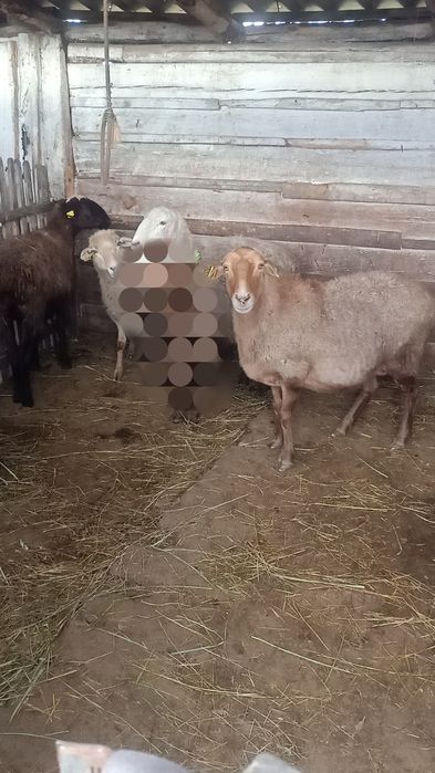 Продам овец на развод