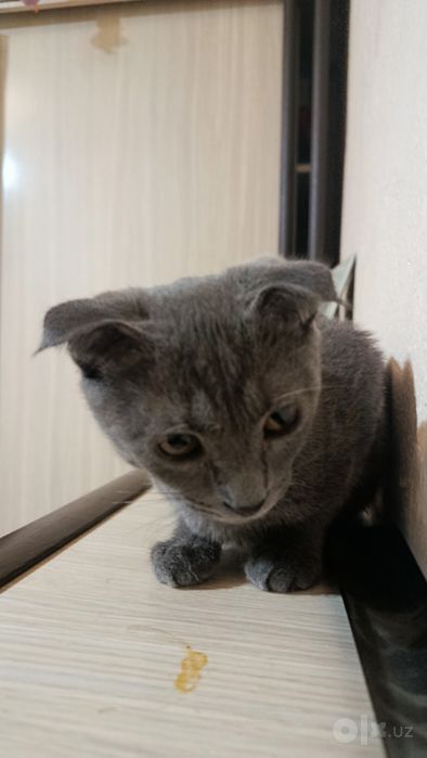 Британский домашний кот