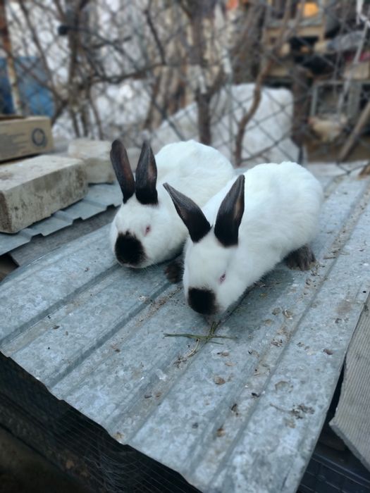 Кролики калифорния