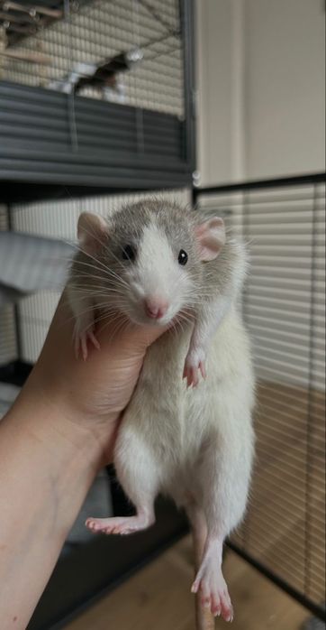 Продам клетку с 2 крысами