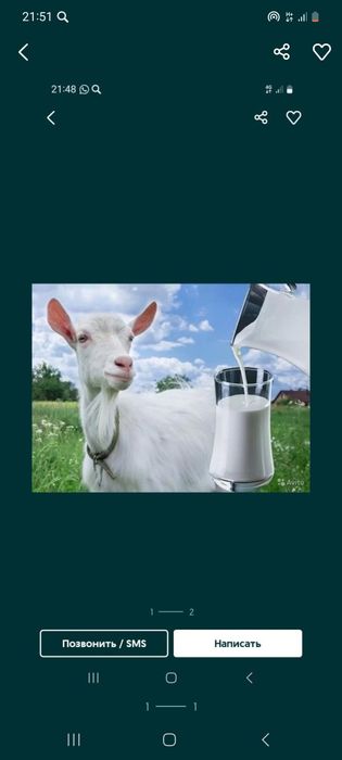 Козье молоко свежее