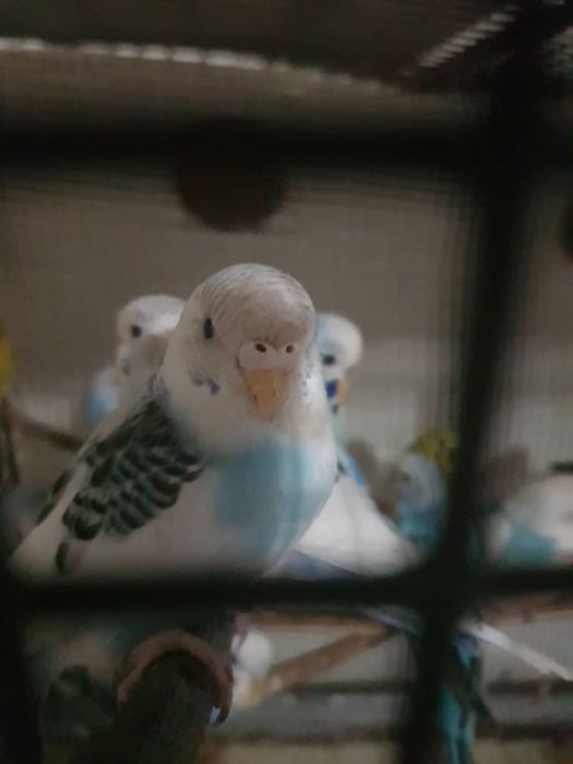 Волнистый попугайчик сотилади