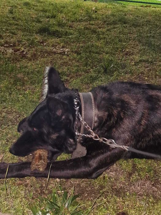 Холандска овчарка мъж