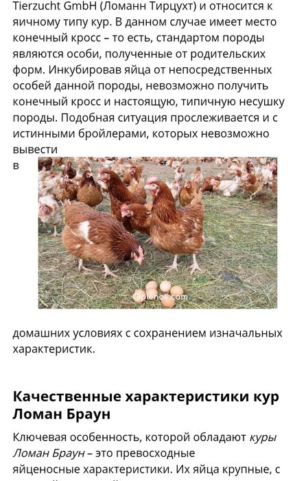 Ломан браун несущек