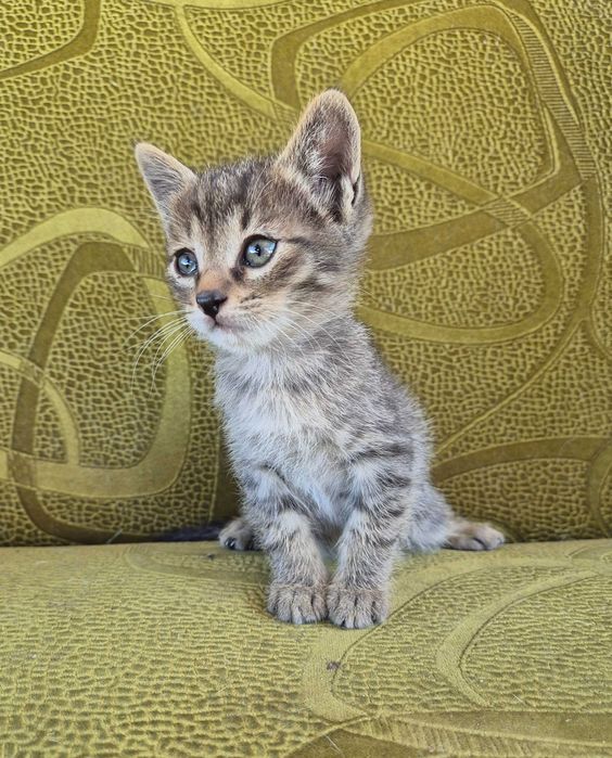 ‼️Котейки ищут дом‼️