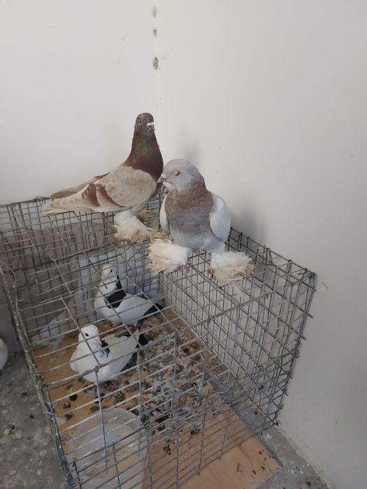 Кептер Құс Голуби