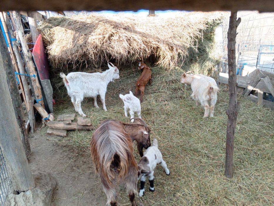 De vânzare capre cu iezi